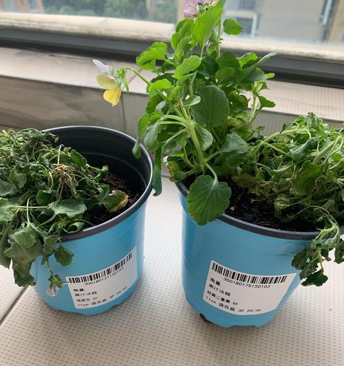 三色堇的种植方法和注意事项有哪些？