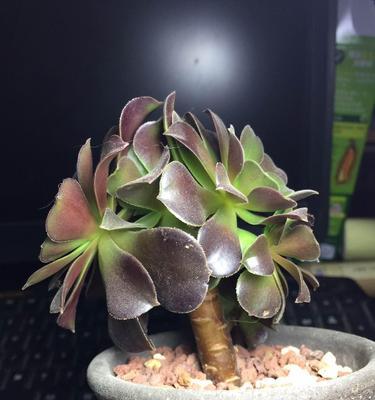 紫羊绒的扦插方法有哪些？