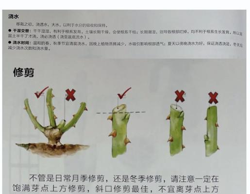小月季花修剪方法是什么？