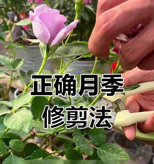 小月季花修剪方法是什么？