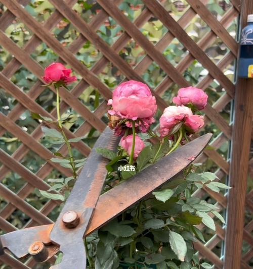 小月季花修剪方法是什么？