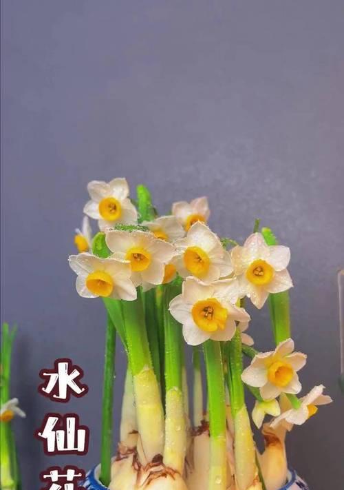 水仙花开花后的处理方法是什么？
