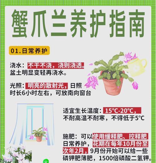 蟹爪兰扦插方法是什么？需要哪些步骤？
