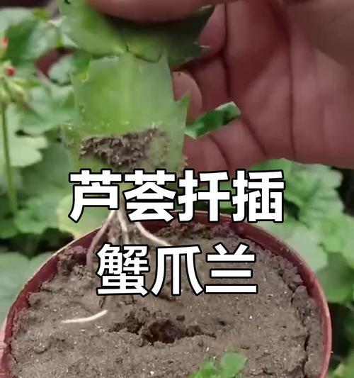 蟹爪兰扦插方法是什么？需要哪些步骤？