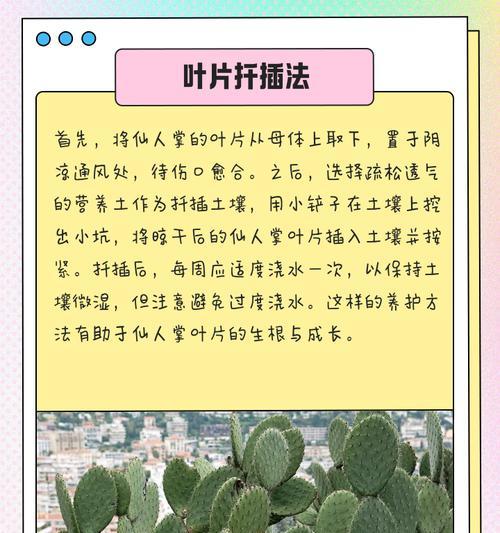 扦插仙人指的方法是什么？扦插仙人指需要注意哪些问题？