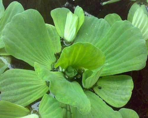 水生盆栽植物有哪些？如何选择和养护水生植物？