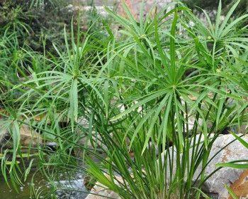 水生盆栽植物有哪些？如何选择和养护水生植物？