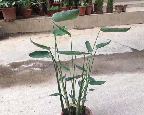 水生盆栽植物有哪些？如何选择和养护水生植物？