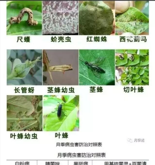 月季哪些病虫害？如何防治？