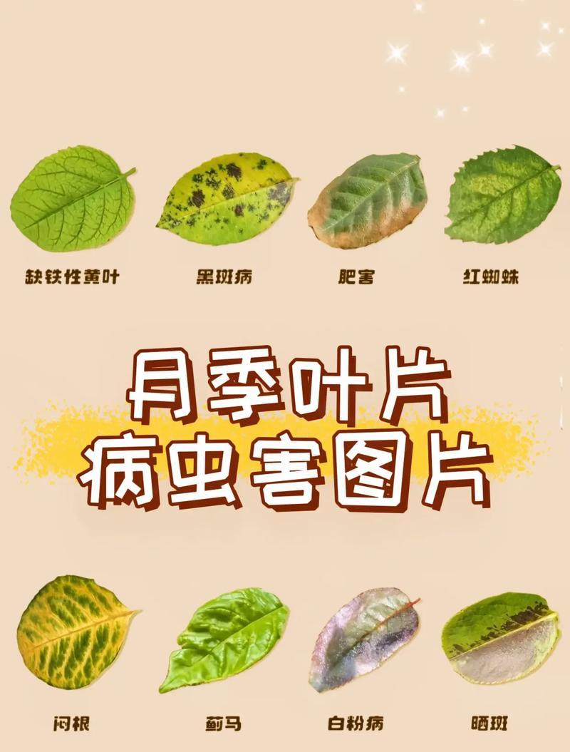 月季哪些病虫害？如何防治？