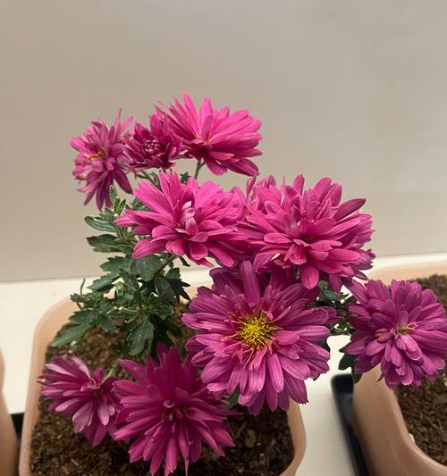盆栽菊花的步骤是什么？盆栽菊花需要注意什么？