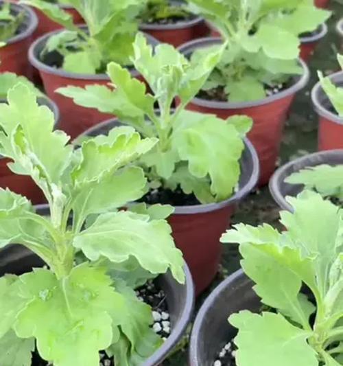 盆栽菊花的步骤是什么？盆栽菊花需要注意什么？