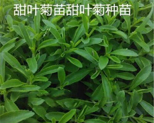 盆栽菊花的步骤是什么？盆栽菊花需要注意什么？
