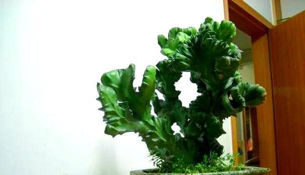 麒麟怎么养殖？麒麟植物的养殖技巧是什么？
