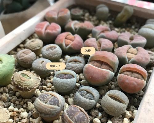 生石花有哪些品种？生石花的养护技巧是什么？