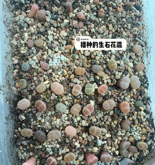 生石花有哪些品种？生石花的养护技巧是什么？