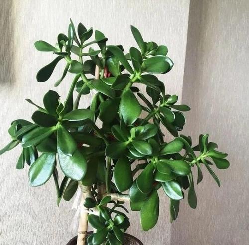 玉树花的养殖方法是什么？如何保持其健康生长？