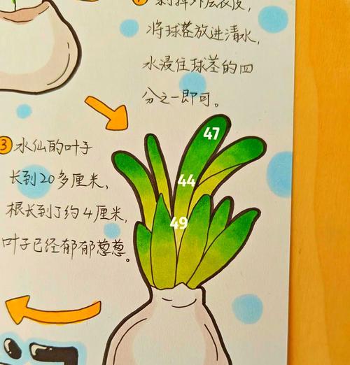水仙花球茎正确切割方法是什么？