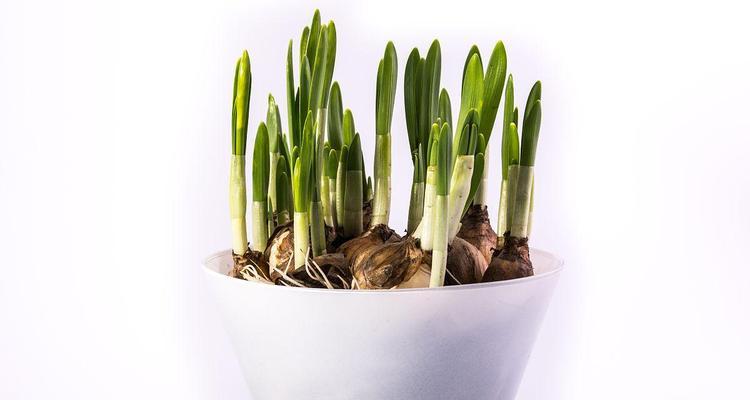 水仙花球茎正确切割方法是什么？