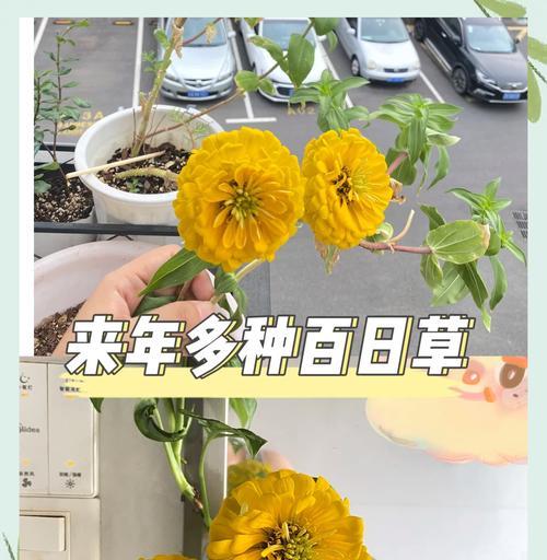百日草有哪些品种？百日草的种植和养护方法是什么？