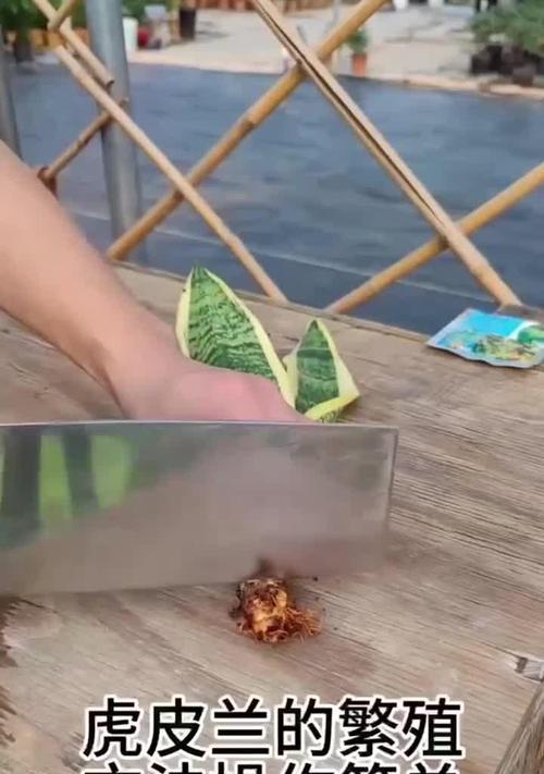 虎皮兰生根的正确方法是什么？