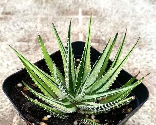条纹十二卷有哪些品种？如何选择？
