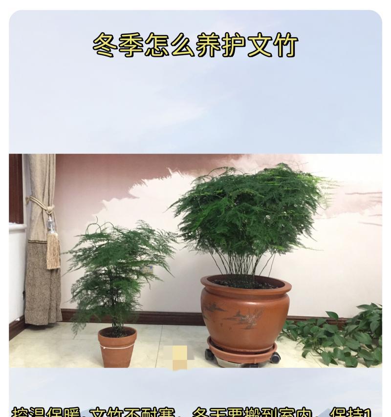 耐寒的绿植有哪些？如何在冬季进行养护？