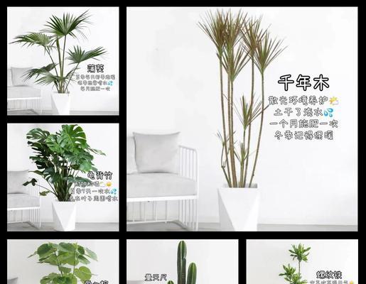 耐寒的绿植有哪些？如何在冬季进行养护？