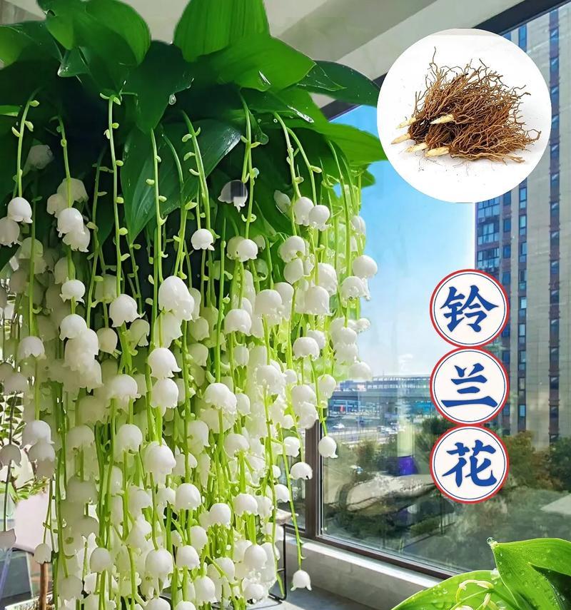 盆栽铃兰的种植技巧和注意事项是什么？