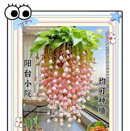 盆栽铃兰的种植技巧和注意事项是什么？