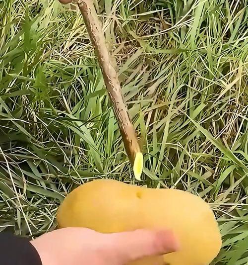 盆桃修剪的正确方法是什么？盆桃修剪后如何护理？