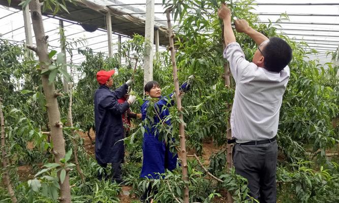 盆桃修剪的正确方法是什么？盆桃修剪后如何护理？