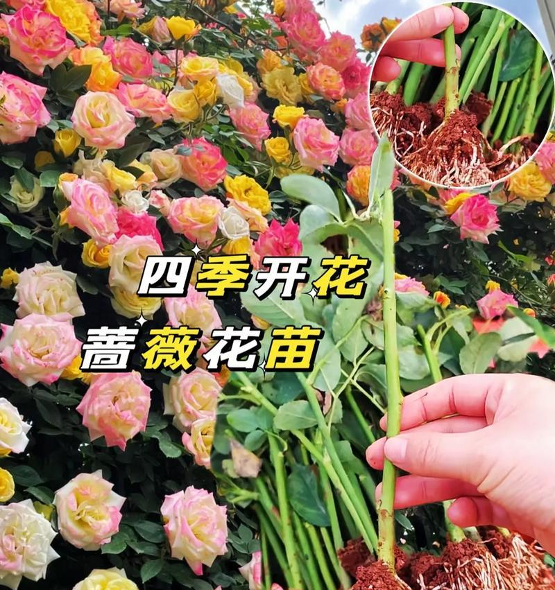 蔷薇花种植的步骤和要点是什么？