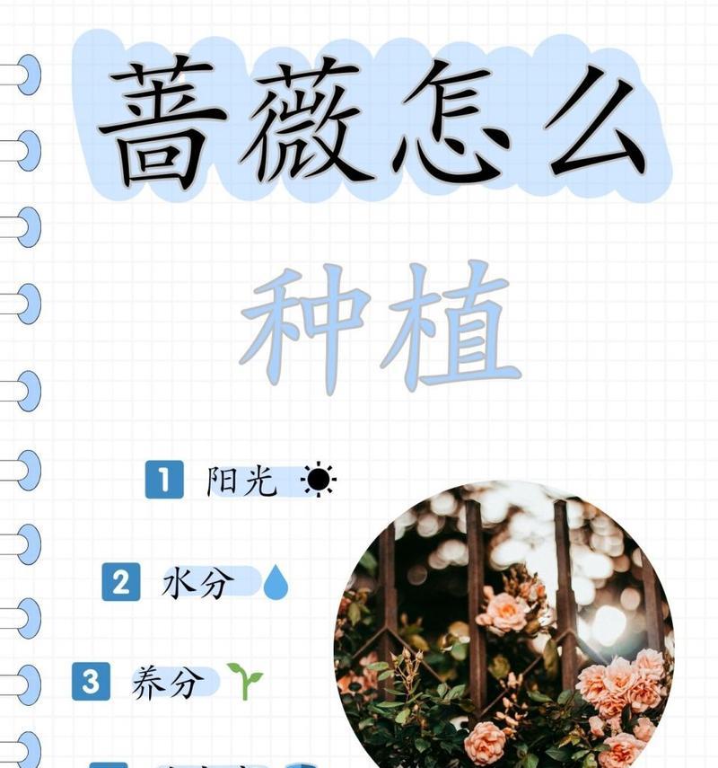 蔷薇花种植的步骤和要点是什么？