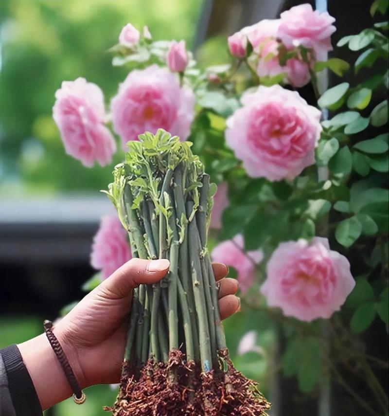 蔷薇花种植的步骤和要点是什么？