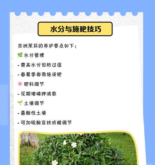 非洲茉莉的养殖技巧和注意事项？