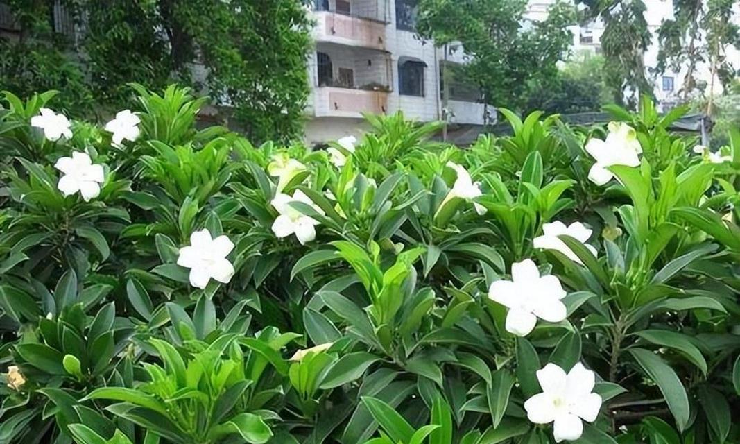 非洲茉莉的养殖技巧和注意事项？