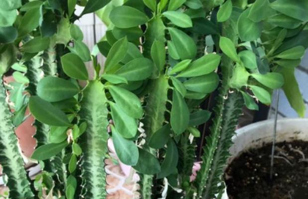 龙骨花叶子脱落的原因及解决办法？