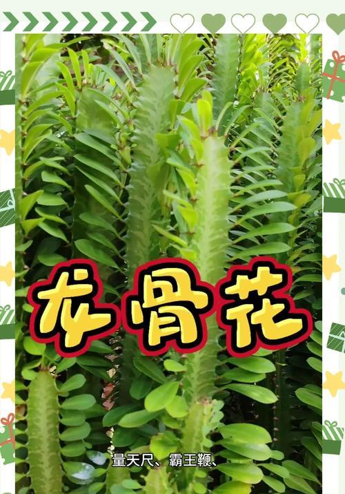 龙骨花叶子脱落的原因及解决办法？