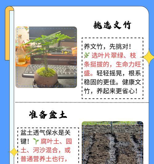 室内文竹的养殖技巧是什么？怎样才能保持其翠绿？