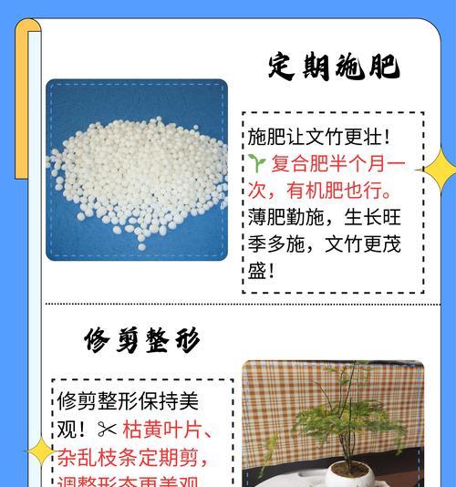 室内文竹的养殖技巧是什么？怎样才能保持其翠绿？