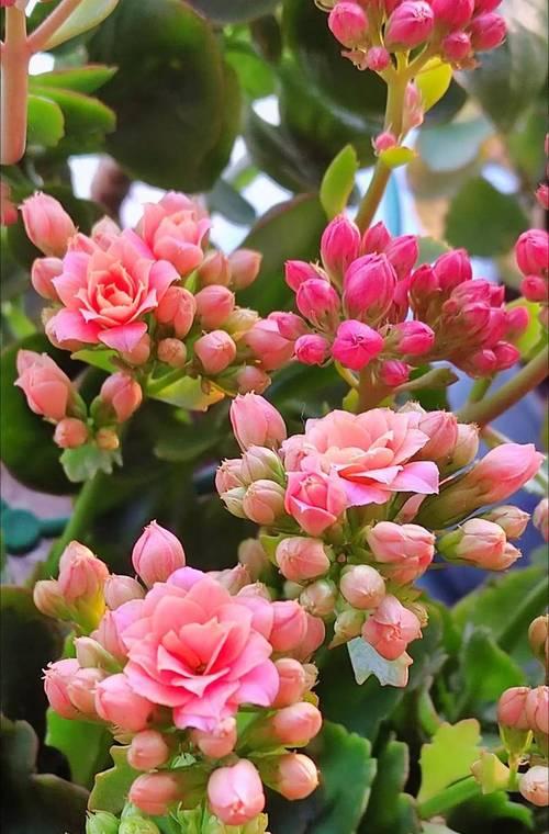 室内花品种有哪些？室内花的种植和养护技巧是什么？