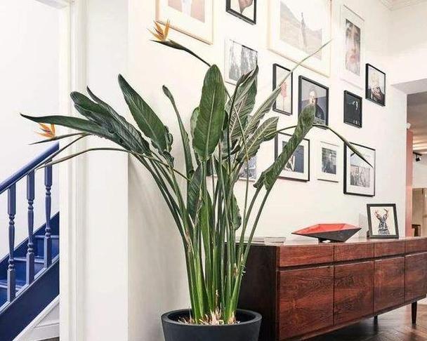 室内花品种有哪些？室内花的种植和养护技巧是什么？
