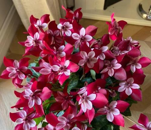 室内花品种有哪些？室内花的种植和养护技巧是什么？