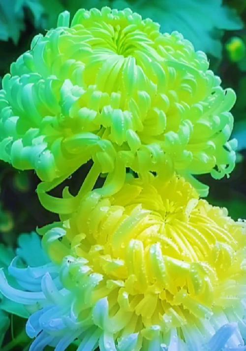 秋菊开花的秘诀有哪些？