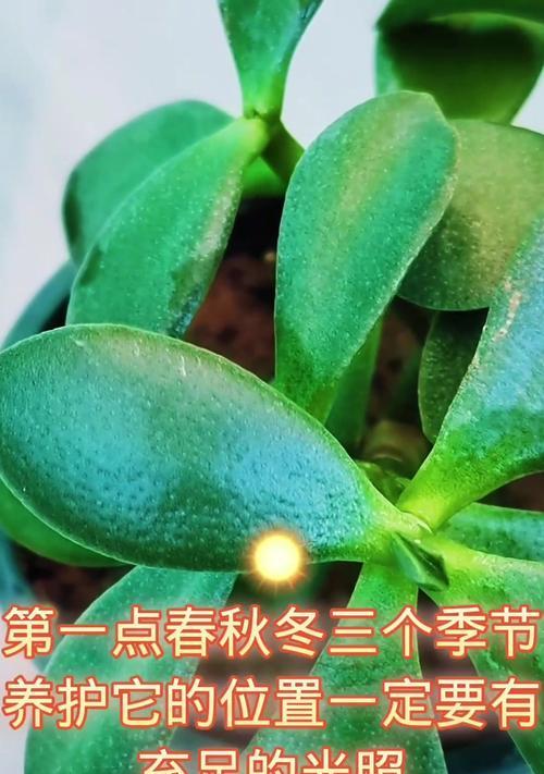 幼苗的正确养护方法是什么？