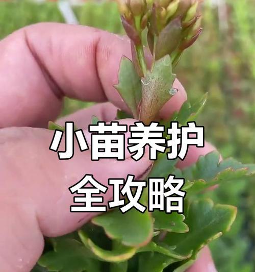 幼苗的正确养护方法是什么？