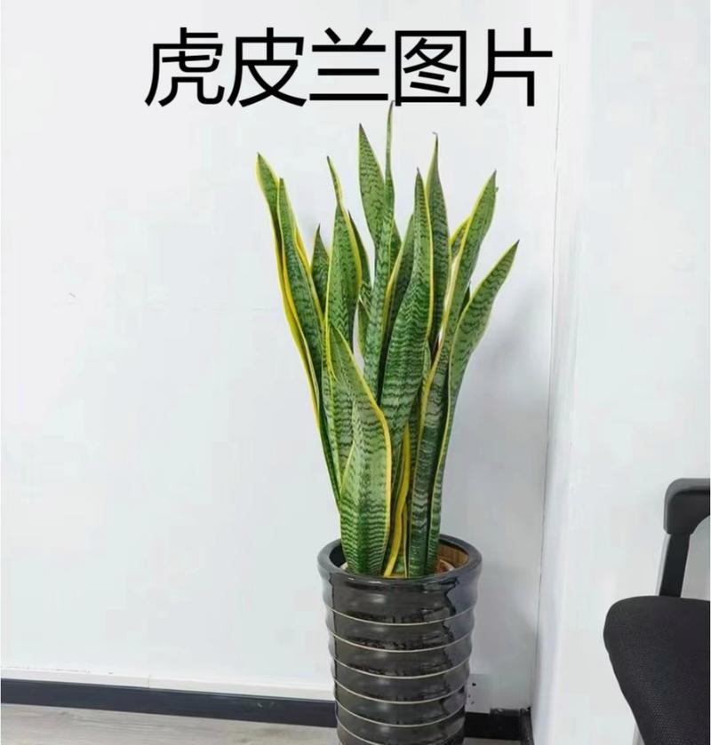 虎皮兰的栽种方法是什么？