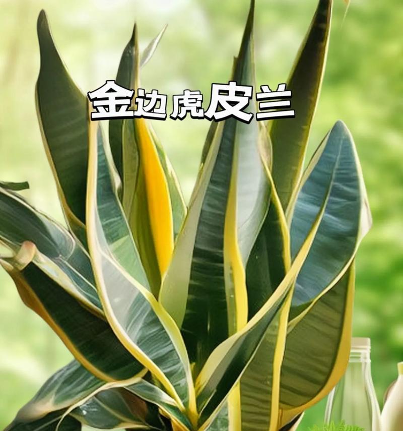 虎皮兰的栽种方法是什么？
