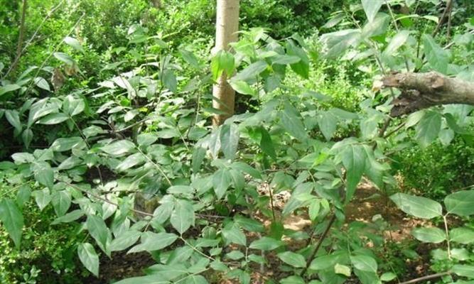 腊梅树修剪的最佳时机是什么时候？如何正确修剪？